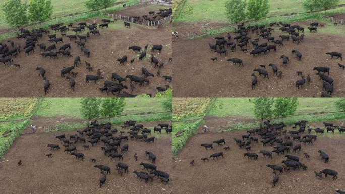 圈养在围栏内的牛群