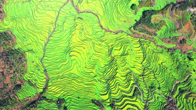 航拍婺源篁岭油菜花梯田