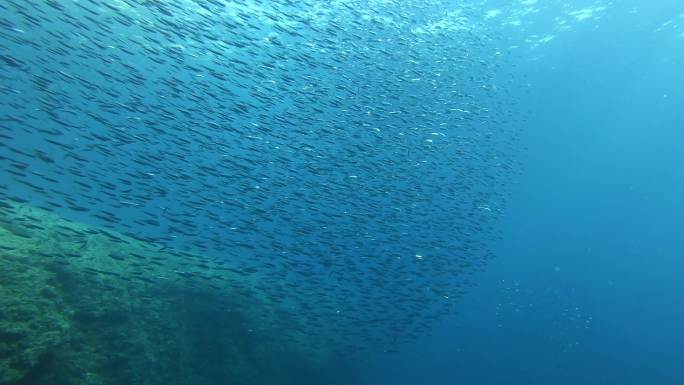 海洋里的鱼群摄影水中行为深海生物迁徙