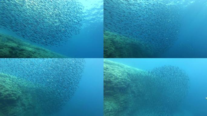 海洋里的鱼群摄影水中行为深海生物迁徙