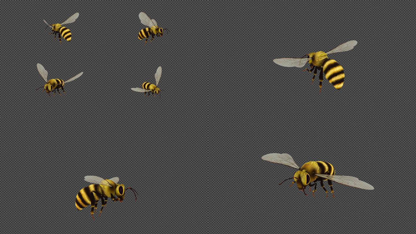 超精细小蜜蜂空中飞行四视角动画 细节丰富