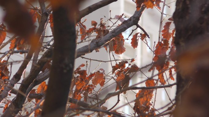 麻雀冬天的枯树枝小鸟清晨早晨的树枝黄叶子