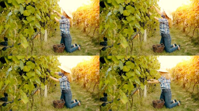 采摘葡萄葡萄园种植酿红酒采摘葡萄