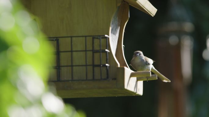 麻雀从木制的鸟食器中进食
