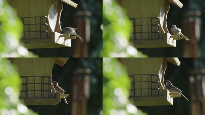 麻雀从木制的鸟食器中进食