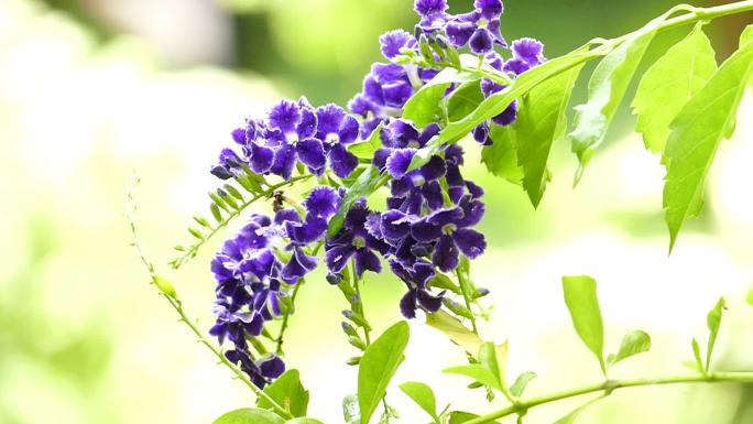 紫花随风摇曳花海春天百花绽放唯美樱花植物