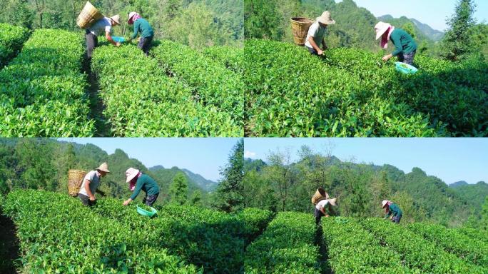 茶园采茶采摘、有机茶叶、茶农茶山明前茶