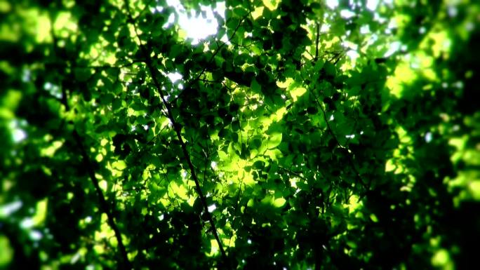 阳光透过树叶郁郁葱葱绿色生机翠绿