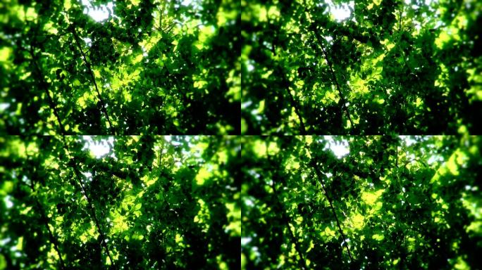 阳光透过树叶郁郁葱葱绿色生机翠绿