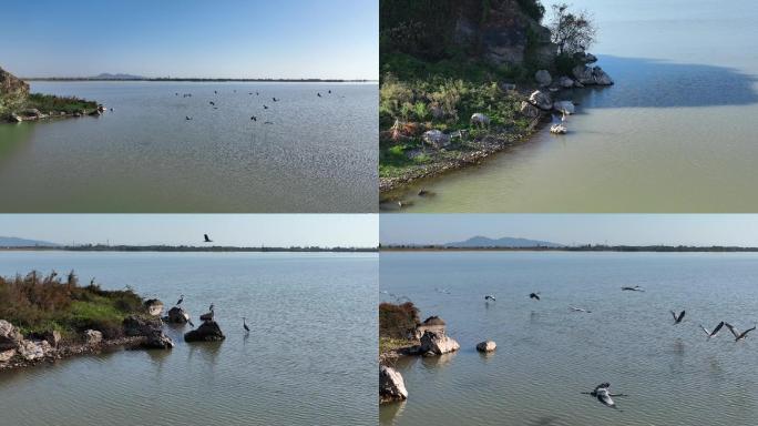 梁子湖中的无名小岛和大鸟