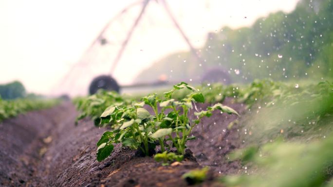 农作物浇灌基地种植蔬菜菜地菜园浇水灌溉