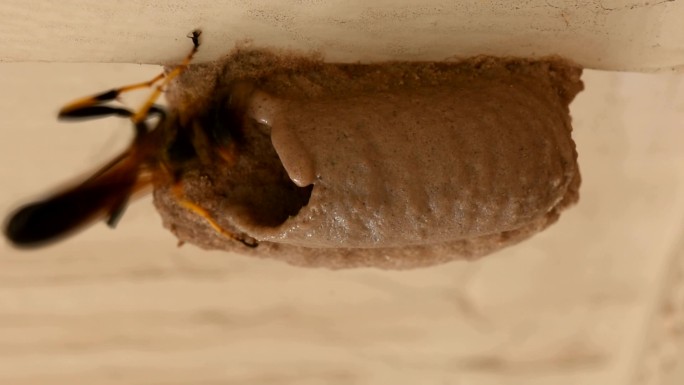 泥巴黄蜂幼虫造管昆虫微距实拍高清