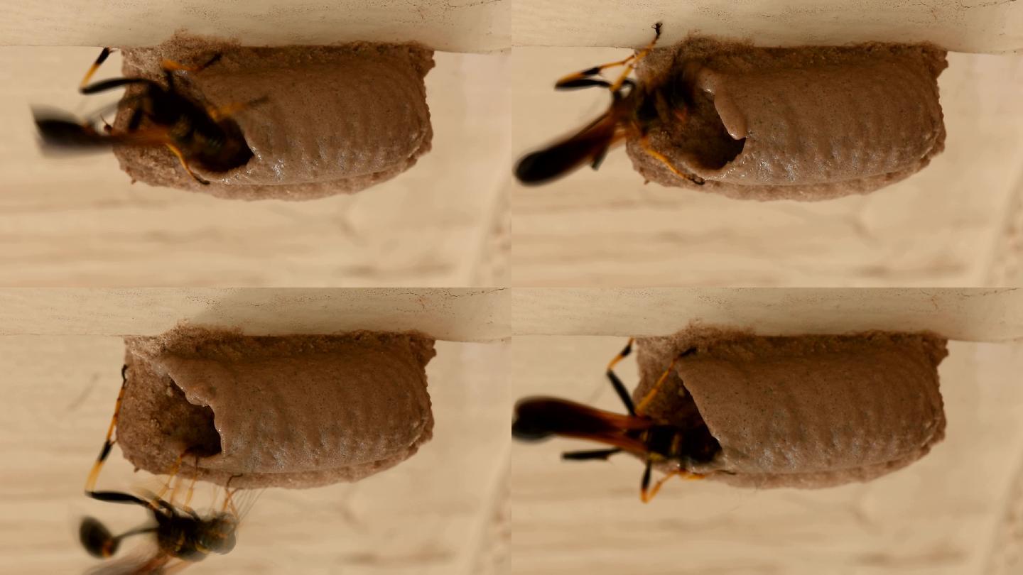 泥巴黄蜂幼虫造管昆虫微距实拍高清