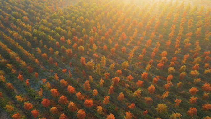 秋天早晨金色小树林整齐种植林航拍