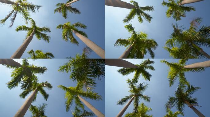棕榈树风景树椰子树海南岛