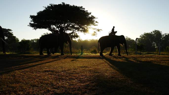驯兽师和大象非洲部落剪影太阳落山
