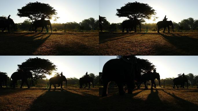 驯兽师和大象非洲部落剪影太阳落山