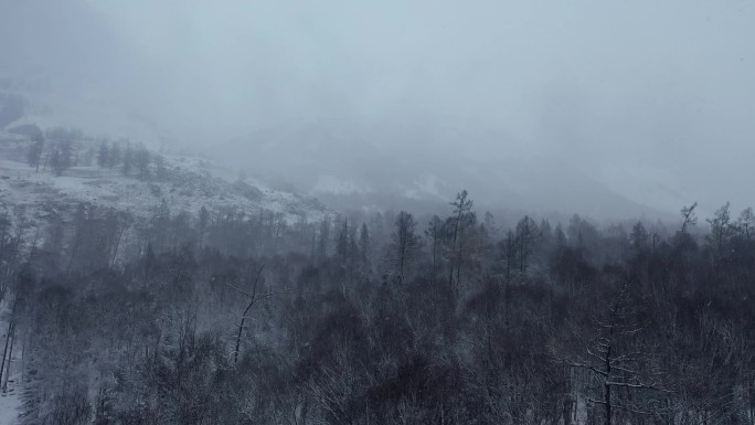 原始森林