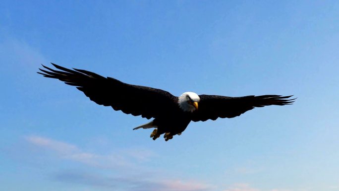 秃鹰在空中飞行飞翔展翅