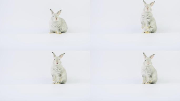 浅灰色可爱的兔子看着相机，两腿站立。