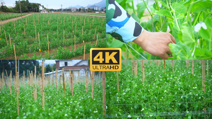 荷兰豆豌豆青豆农田农场