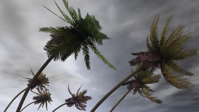 飓风中的棕榈树台风暴风雨暴风狂风