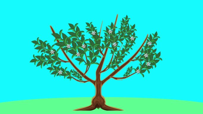 桔树(自然开心型)写实MG动画