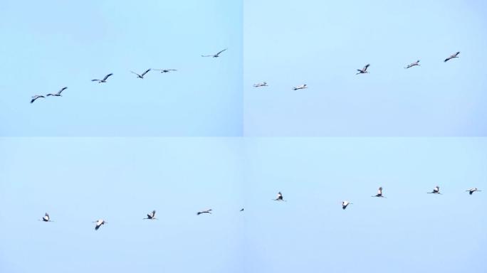 迁徙季节在半空中飞行的鹤