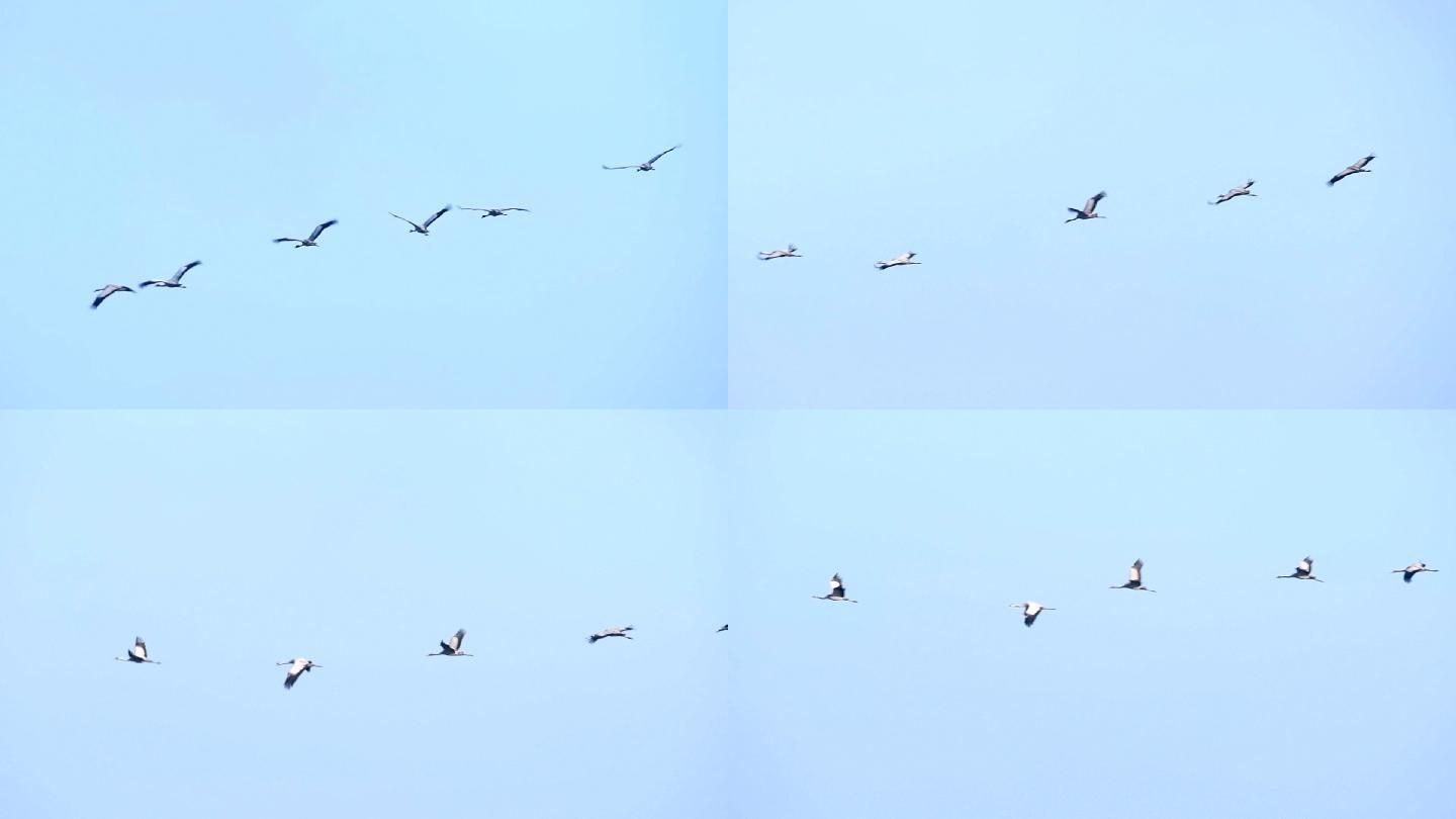 迁徙季节在半空中飞行的鹤