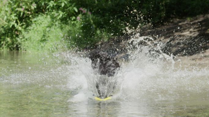 慢动作：精力充沛的狗在水中追逐他的玩具球