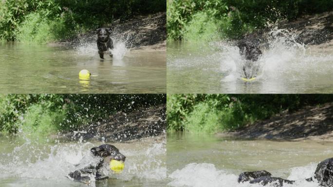 慢动作：精力充沛的狗在水中追逐他的玩具球