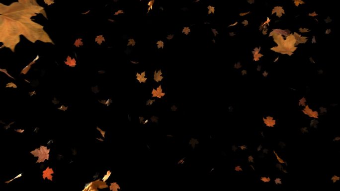 落叶的动画背景枫叶红叶视频素材秋季秋叶