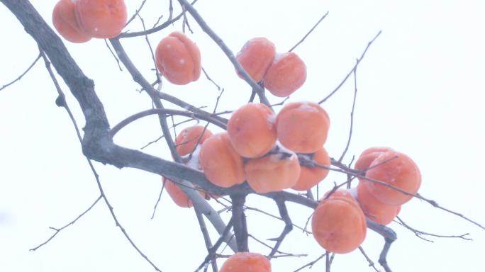 4K拍摄雪中的柿子树