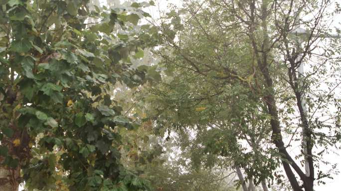 【4K】凄凉幽静的甬道 即将掉落的树叶