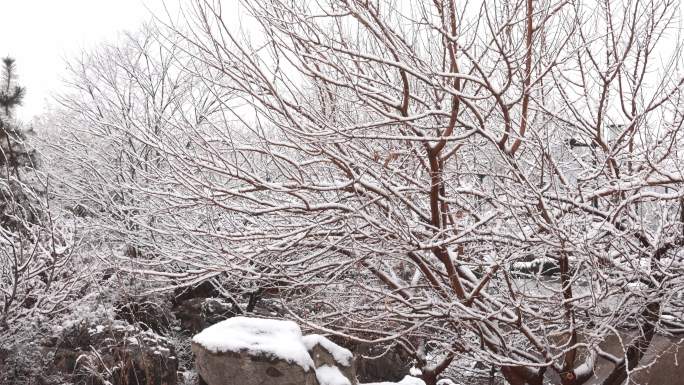 4K雪景 公园雪后风光 雪中岩石