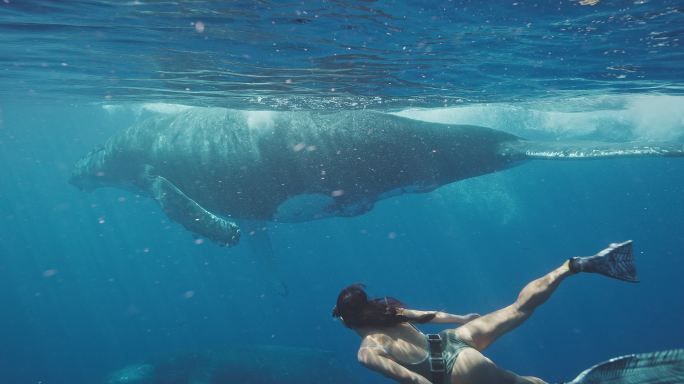 与鲸鱼共舞人与动物和谐相处
