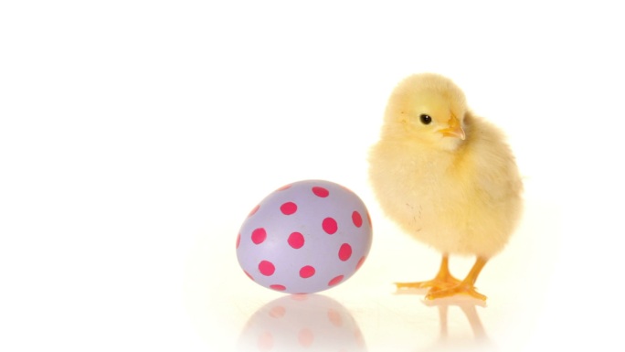 复活节彩蛋和小鸡宝宝