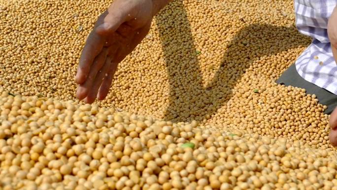 新鲜收获的大豆黄豆丰收的农民豆浆豆子