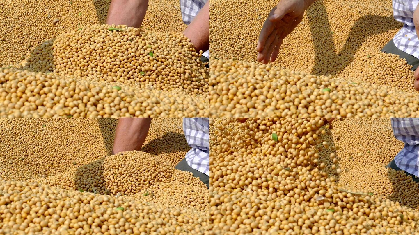 新鲜收获的大豆黄豆丰收的农民豆浆豆子