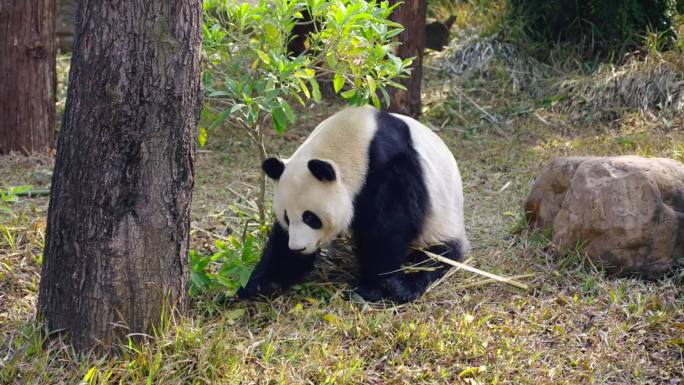 动物园熊猫 - HD 1080p