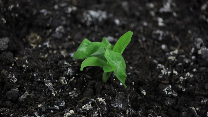 干燥绿草植物时间流逝，