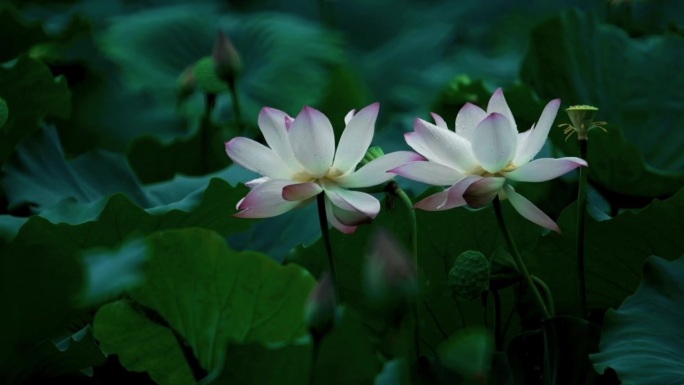 【原创高清】荷花特写