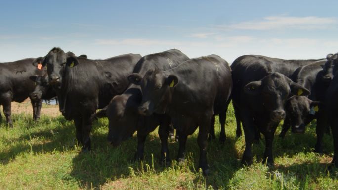 奶牛在自由放养农场的一块地上吃草