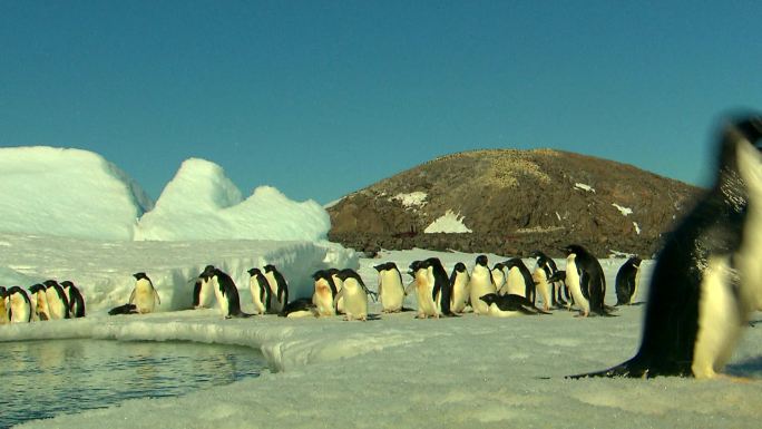 阿德利企鹅企鹅南极