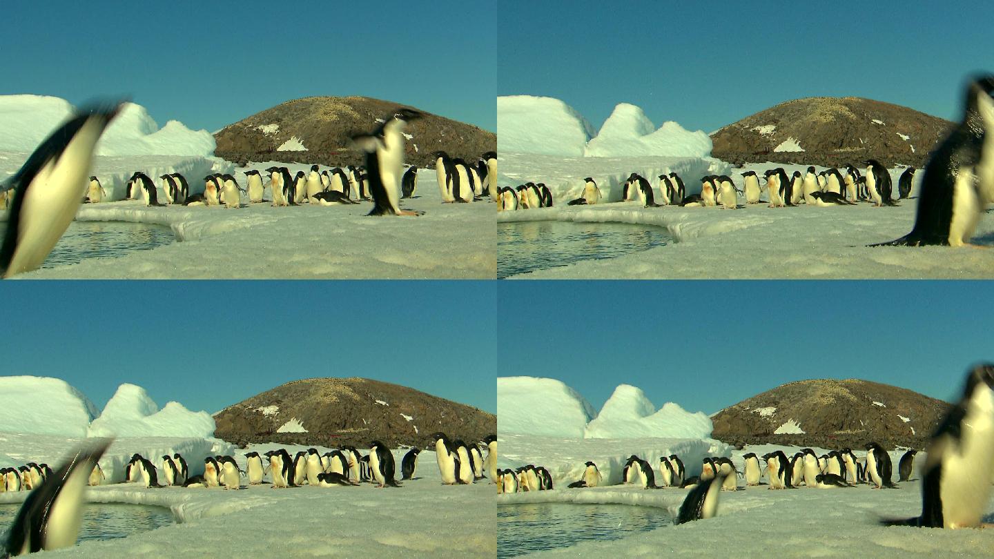 阿德利企鹅企鹅南极