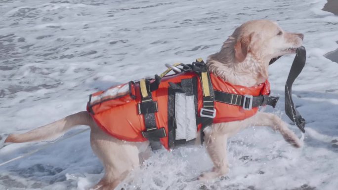 在海上训练的拉布拉多猎犬