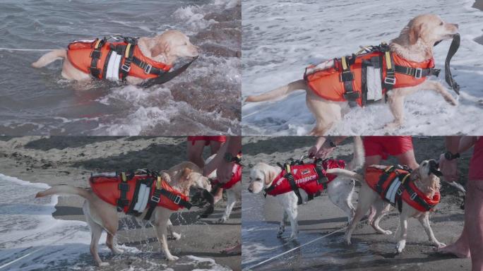 在海上训练的拉布拉多猎犬