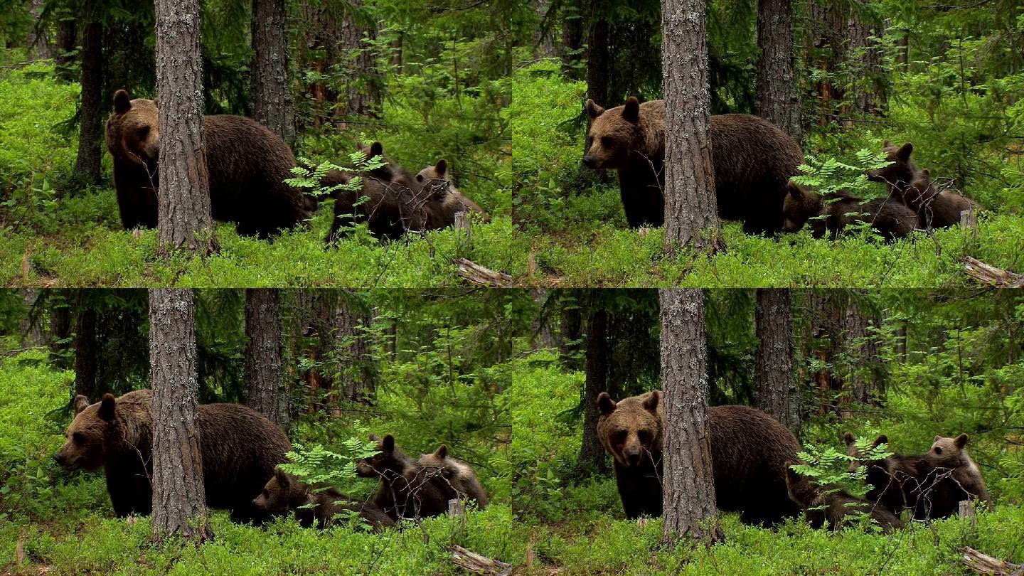 棕熊和三只幼崽野生动物世界国家保护大自然