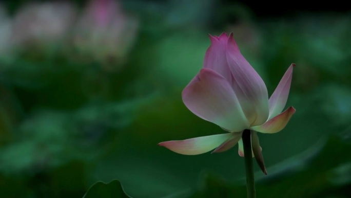 【原创高清】荷塘秀色夏日荷花荷叶特写