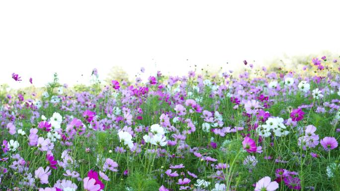 阳光下的花田格桑花格桑花海格桑花田